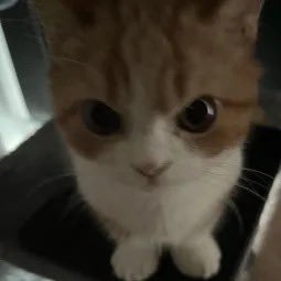 CoodereRainy's profile picture