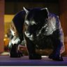 SW_Panther profil fotoğrafı