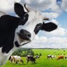 Devin Nunes’ cow 🐮's profile picture
