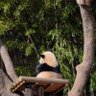 ℓσνє♡panda🐼 profil fotoğrafı