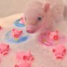 pigzy / envy (1.3/5kg) 的头像
