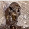 Decaying corpse's profile picture