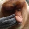 utu_tokage 的头像