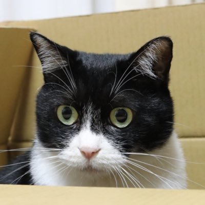 まうす's profile picture