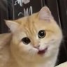 LieHhhhartt's profile picture