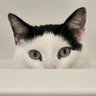 RavenScout's profile picture