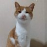 Фото профиля 猫飼 ケメ子