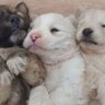 Great_Puppys's profile picture