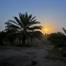 محمد's profile picture
