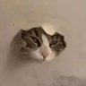 Aria's profile picture