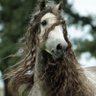 Profilbild von Latifa