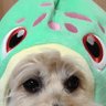 柚樹ʕ´-ᴥ-`ʔ{ profil fotoğrafı