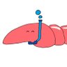 Фото профиля やさしいエビ