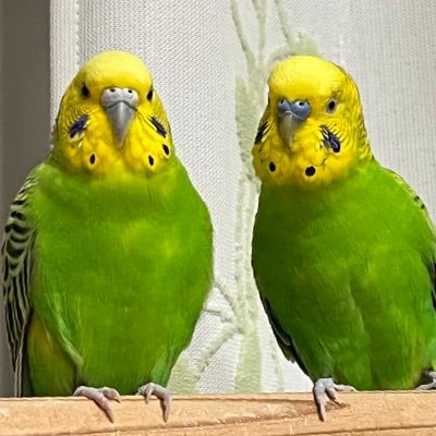 pokopi5533's profile picture