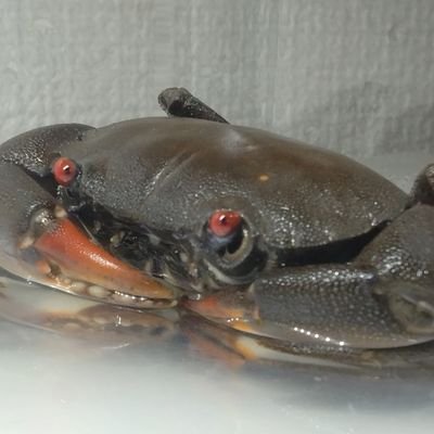 🦀カニ活🦀's profile picture