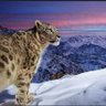 هیواد پال's profile picture