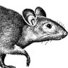 Profilbild von Rat Man
