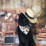 Profilbild von Pierre the Poodle🐩