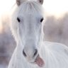 princess booty shaker (silly white horse)'s profile picture