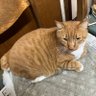 おっちー 的头像