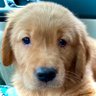 Dogbob profil fotoğrafı