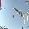 Blackfliower77 profil fotoğrafı