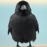 Profilbild von こうらい ゆあ🐦⬛