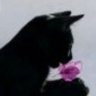 stereopsis99's profile picture
