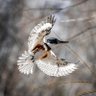 Blaze Birding | Birding Adventures 的头像