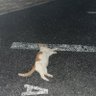 洗濯芸人　ずんだ餅スケキヨ 的头像