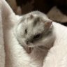 Profilbild von ずんだ餅