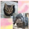 Фото профиля 🐰うさぎと猫のママ🐱
