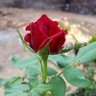 احد AHAD profil fotoğrafı