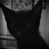 musik's profile picture