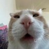 Profilbild von amsimplyhere