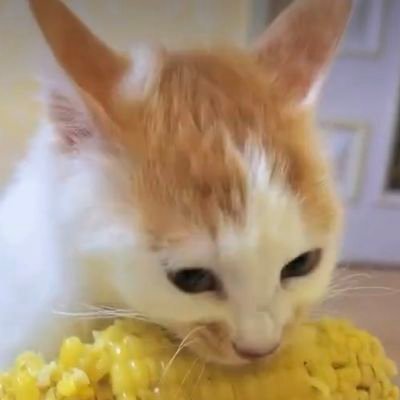 rodo_617's profile picture