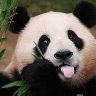 여름냥이 부계정 profil fotoğrafı