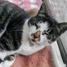ドテコ 的头像