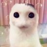Profilbild von Nogs