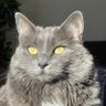 Profilbild von SterlingSpitfire
