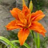 Фото профиля laurie