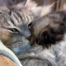 kurobuta profil fotoğrafı