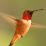 Hummingbird456's profile picture