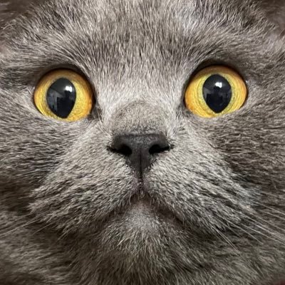 うちの家のつむぎ。's profile picture