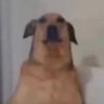 Profilbild von gustavo