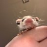 Feybat 🍄🦇 的头像