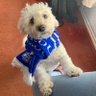 Posh boy Mick 💙💙💙's profile picture