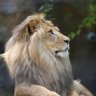 Profilbild von 獅子虎麿