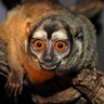 Douroucouli 🐵 的头像