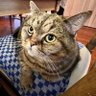 Laomaomao profil fotoğrafı